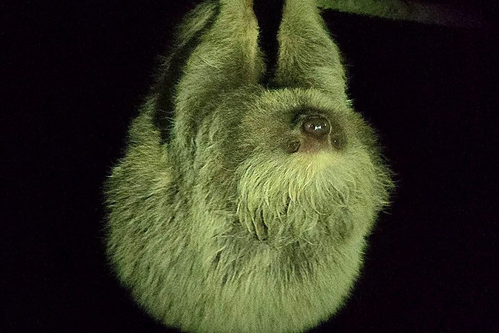 Monteverde Cloud Forest Night Wildlife Experience - Photo 1 of 25